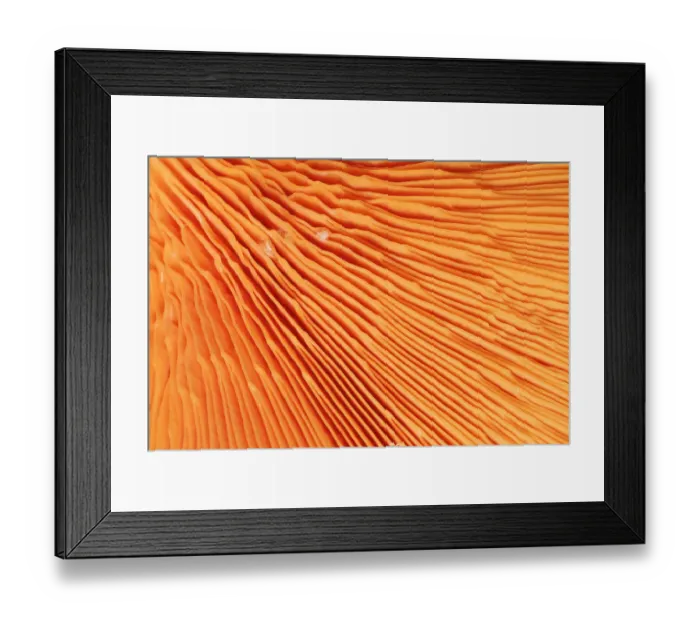 Framed Print : RF- Chanterelle mushroom (Cantharellus cibarius), gill detail Framed Print : RF- Chanterelle mushroom (Cantharellus cibarius), gill detail