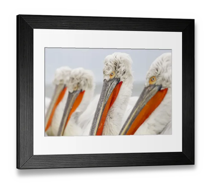 Framed Print : Dalmatian Pelicans (Pelecanus crispus) portrait. Lake Kerkini, Greece, March 2012 Framed Print : Dalmatian Pelicans (Pelecanus crispus) portrait. Lake Kerkini, Greece, March 2012