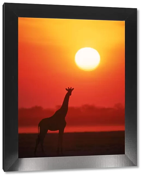 RF- Giraffe silhouette at sunset. Namibia, Etosha National Park