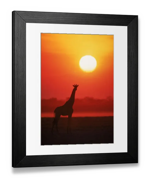 Framed Print : RF- Giraffe silhouette at sunset. Namibia, Etosha National Park Framed Print : RF- Giraffe silhouette at sunset. Namibia, Etosha National Park