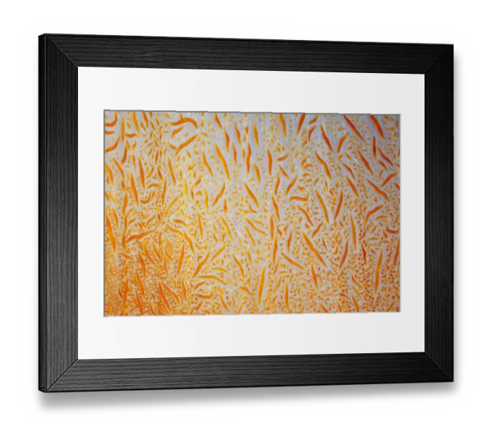 Framed Print : Close up detail of soft coral (Dendronephthya sp. ) Maldives, Indian Ocean Framed Print : Close up detail of soft coral (Dendronephthya sp. ) Maldives, Indian Ocean