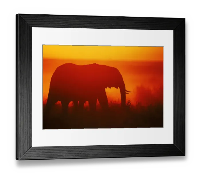 Framed Print : African elephant silhouetted at sunrise in the Masai Mara NR, Kenya Framed Print : African elephant silhouetted at sunrise in the Masai Mara NR, Kenya