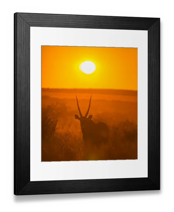 Framed Print : Gemsbok (Oryx gazella) silhouetted at dawn, Kalahari Desert, Botswana Framed Print : Gemsbok (Oryx gazella) silhouetted at dawn, Kalahari Desert, Botswana