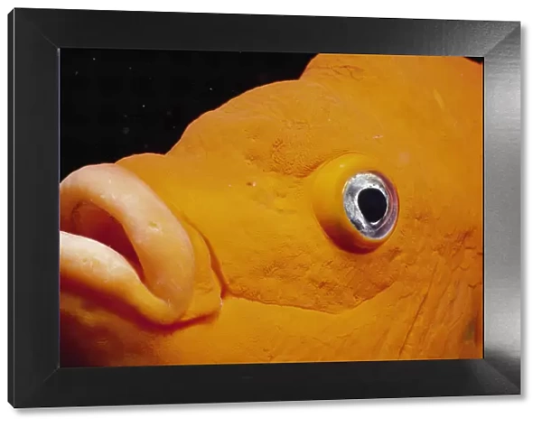 Close up of Garibaldi fish face {Hypsypops rubicunda}, Channel Islands, California, USA