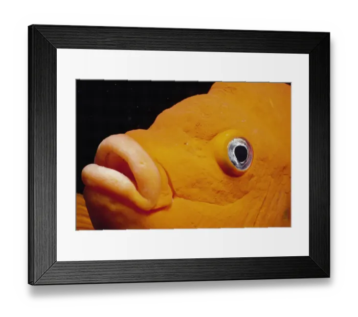 Framed Print : Close up of Garibaldi fish face {Hypsypops rubicunda}, Channel Islands, California, USA Framed Print : Close up of Garibaldi fish face {Hypsypops rubicunda}, Channel Islands, California, USA