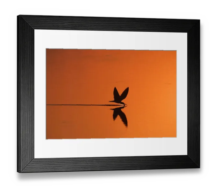 Framed Print : African skimmer skimming at sunset {Rynchops flavirostris} Chobe NP, Botswana Framed Print : African skimmer skimming at sunset {Rynchops flavirostris} Chobe NP, Botswana