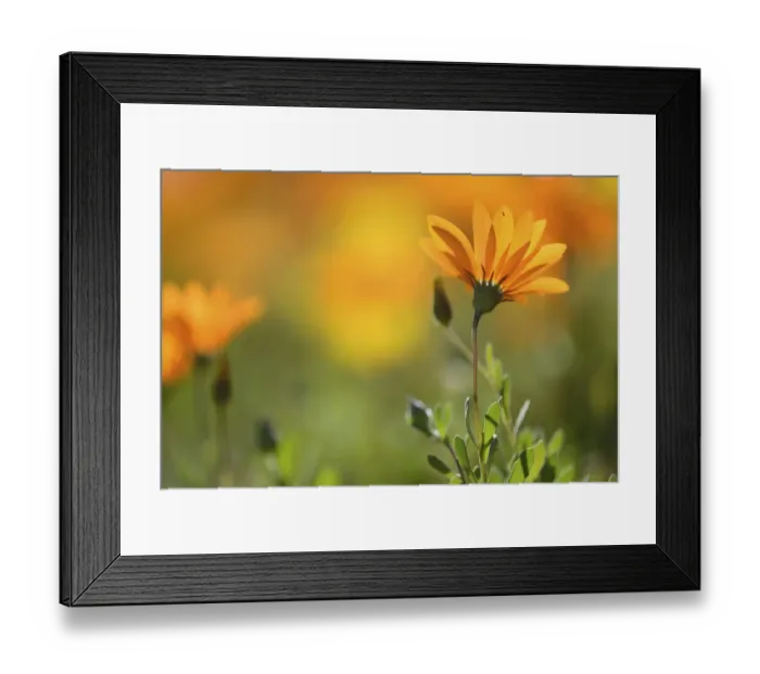 Framed Print : Parachute daisy (Ursinia anthemoides) in flower, Vergalegen, Little Karoo, western Cape Framed Print : Parachute daisy (Ursinia anthemoides) in flower, Vergalegen, Little Karoo, western Cape