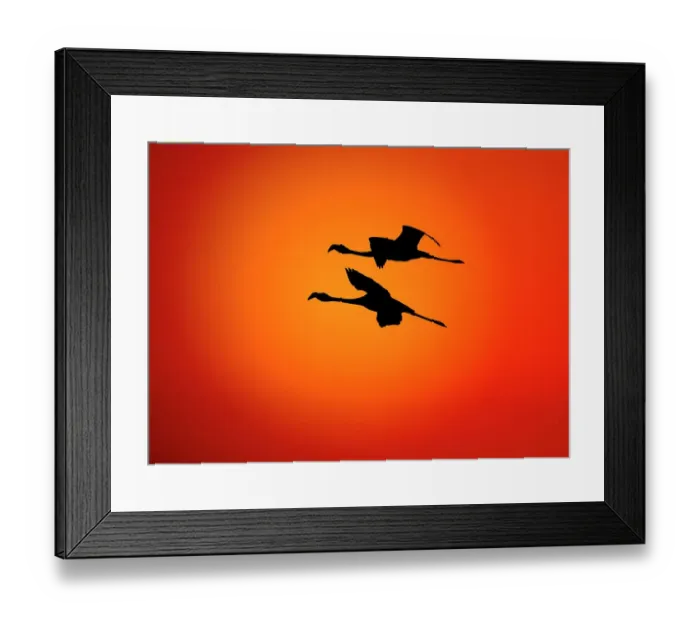 Framed Print : RF- Two Greater flamingos (Phoenicopterus ruber) flying across sunset sky, Namibia Framed Print : RF- Two Greater flamingos (Phoenicopterus ruber) flying across sunset sky, Namibia