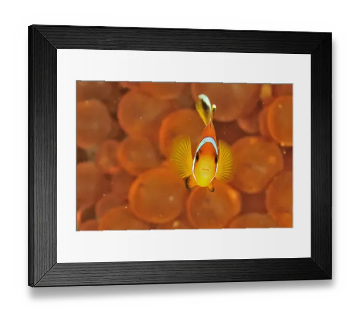 Framed Print : Oman anemonefish / clownfish (Amphiprion omanensis) in a a Bulb-tentacle sea anemone Framed Print : Oman anemonefish / clownfish (Amphiprion omanensis) in a a Bulb-tentacle sea anemone
