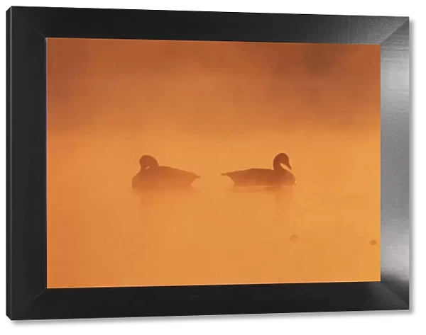 Two Canada geese (Branta canadensis) on a misty lake at dawn, UK