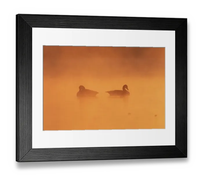 Framed Print : Two Canada geese (Branta canadensis) on a misty lake at dawn, UK Framed Print : Two Canada geese (Branta canadensis) on a misty lake at dawn, UK