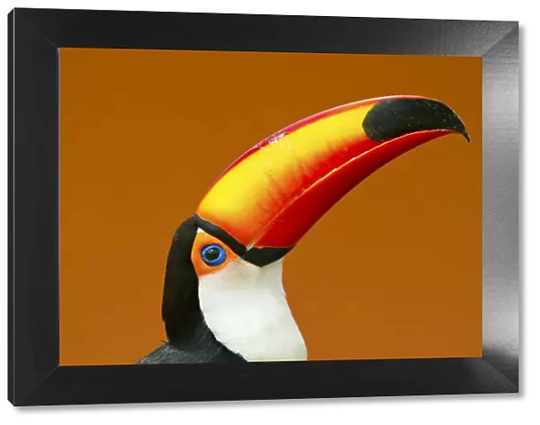 Toco Toucan (Ramphastos toco) head and beak profile portrait, Brazil