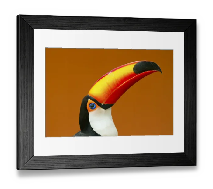 Framed Print : Toco Toucan (Ramphastos toco) head and beak profile portrait, Brazil Framed Print : Toco Toucan (Ramphastos toco) head and beak profile portrait, Brazil