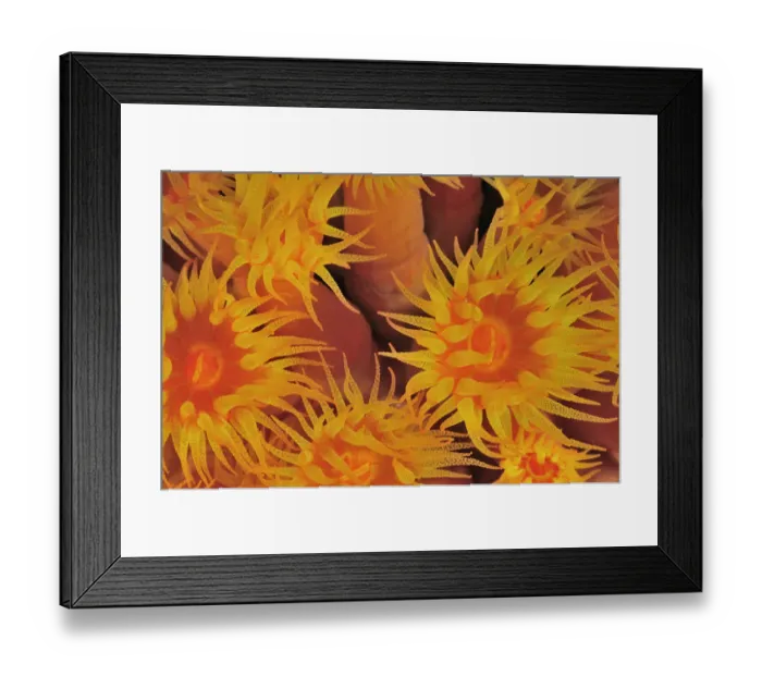 Framed Print : Close-up of the polyps out of a coral tree (Tubastraea coccinea) at night, Baja Framed Print : Close-up of the polyps out of a coral tree (Tubastraea coccinea) at night, Baja