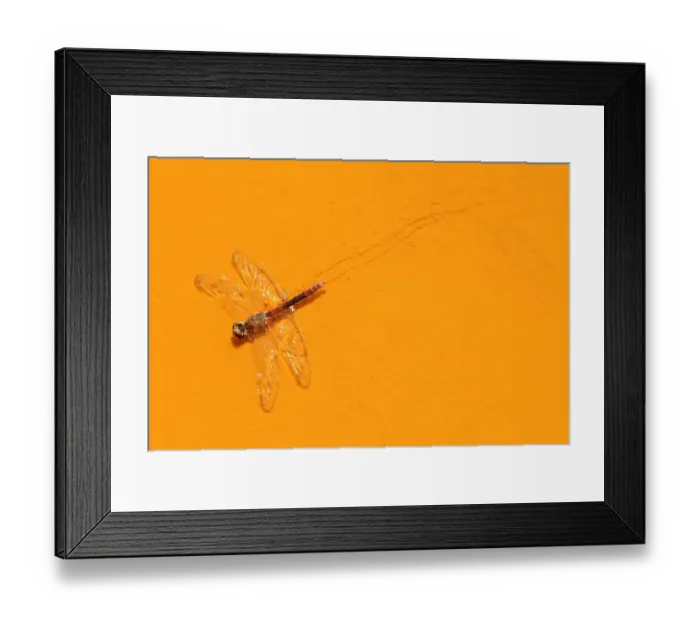 Framed Print : Dead Libellula dragonfly in the Ro Tinto, or Red River, very acidic and coloured Framed Print : Dead Libellula dragonfly in the Ro Tinto, or Red River, very acidic and coloured