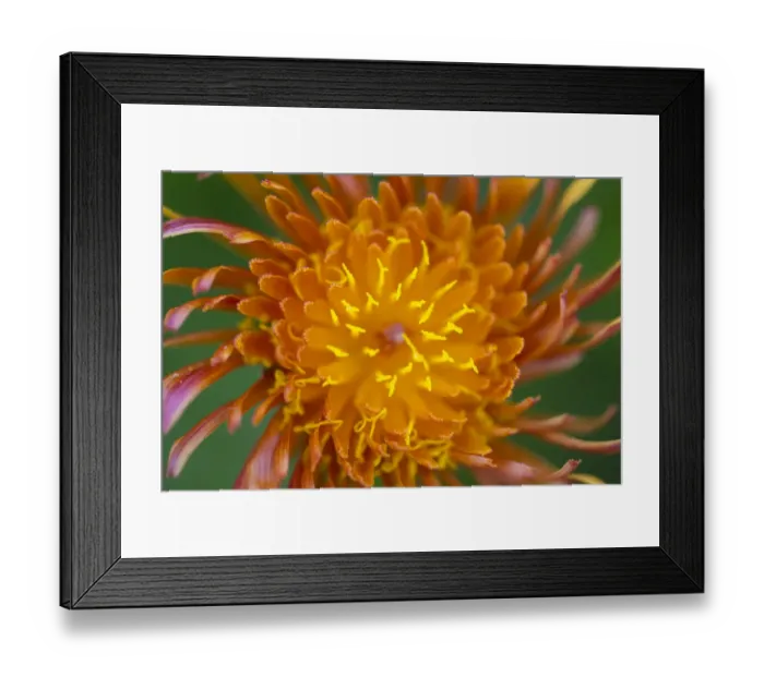Framed Print : Golden hawk s-beard (Crepis aurea) Nordtirol, Austrian Alps, July Framed Print : Golden hawk s-beard (Crepis aurea) Nordtirol, Austrian Alps, July