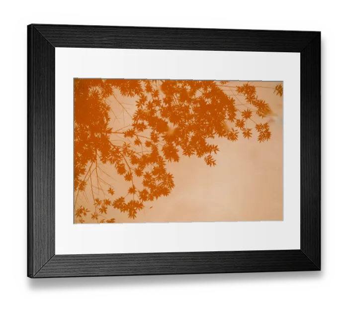 Framed Print : Reflections of tree in forest floor after rain, Blue River Provincial Park / Parc Framed Print : Reflections of tree in forest floor after rain, Blue River Provincial Park / Parc