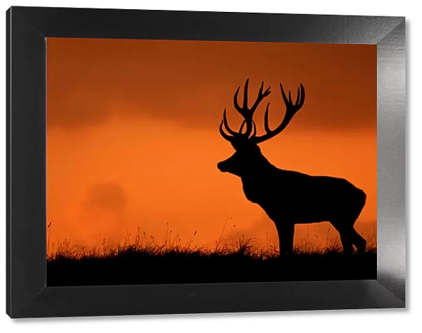 Silhouette of Red deer (Cervus elaphus) stag at sunset, Dyrehaven, Denmark