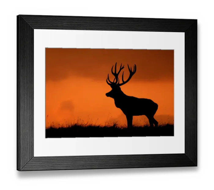 Framed Print : Silhouette of Red deer (Cervus elaphus) stag at sunset, Dyrehaven, Denmark Framed Print : Silhouette of Red deer (Cervus elaphus) stag at sunset, Dyrehaven, Denmark