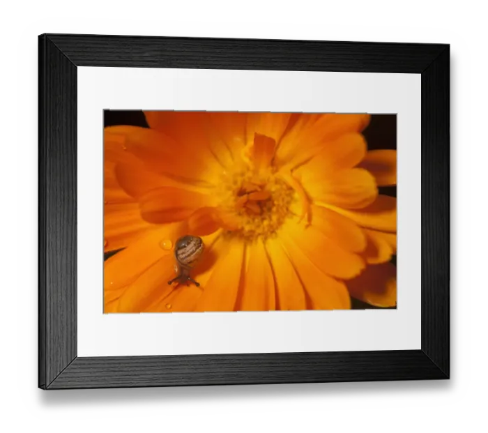 Framed Print : Garden snail (Helix aspersa) baby on Marigold flower, UK Framed Print : Garden snail (Helix aspersa) baby on Marigold flower, UK