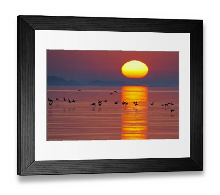 Framed Print : Long-tailed duck (Clangula hyemalis) flying low over water at sunset, Porvoo, Finland Framed Print : Long-tailed duck (Clangula hyemalis) flying low over water at sunset, Porvoo, Finland