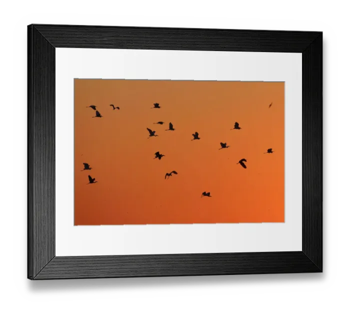 Framed Print : Great white egret (Ardea alba) group flying at sunset, Anklamer stadtbruch, Stettiner Haff Framed Print : Great white egret (Ardea alba) group flying at sunset, Anklamer stadtbruch, Stettiner Haff