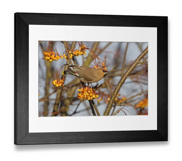 Framed Print : Bohemian waxwing (Bombycilla garrulus) perched in Rowan tree (Sorbus) with full crop Framed Print : Bohemian waxwing (Bombycilla garrulus) perched in Rowan tree (Sorbus) with full crop