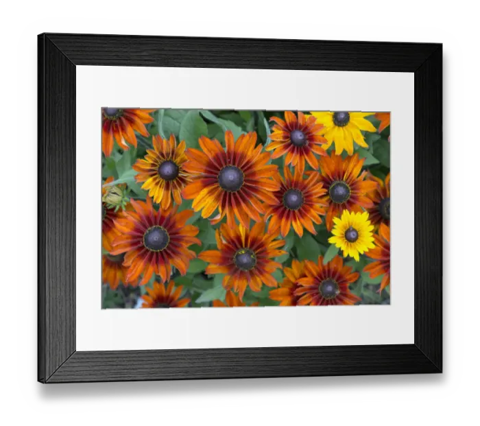 Framed Print : Rudbeckia hirta Toto flowers, cultivated plant in garden Framed Print : Rudbeckia hirta Toto flowers, cultivated plant in garden