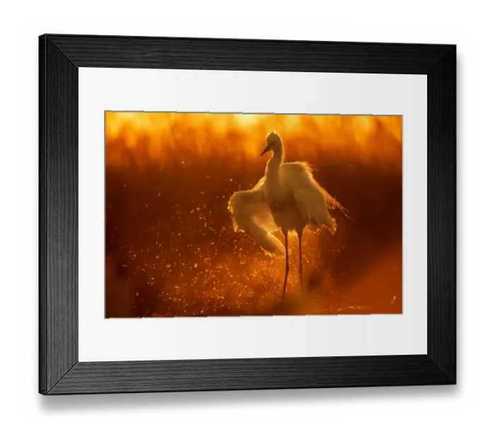 Framed Print : Little egret (Egretta garzetta) shaking water off wings at sunset, Lake Csaj, Pusztaszer, Hungary Framed Print : Little egret (Egretta garzetta) shaking water off wings at sunset, Lake Csaj, Pusztaszer, Hungary