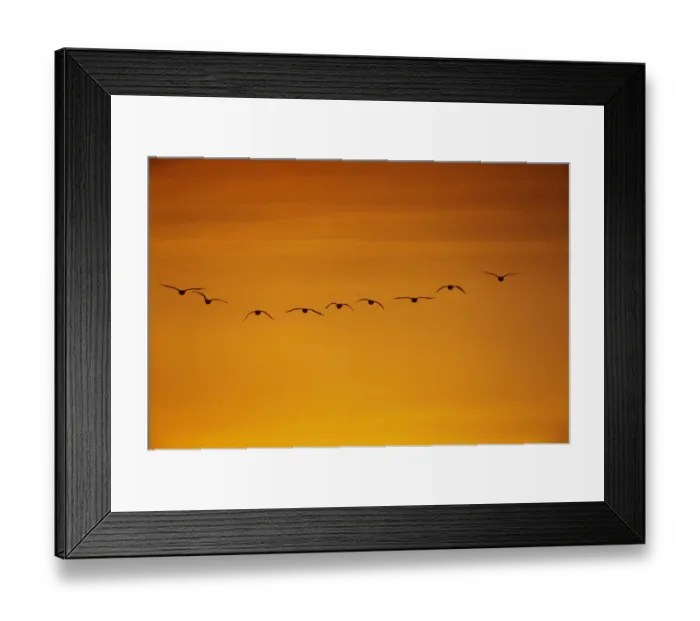 Framed Print : Flock of Pink-footed geese (Anser brachyrhynchus) flying on migration at sunset, Martin Mere WWT Framed Print : Flock of Pink-footed geese (Anser brachyrhynchus) flying on migration at sunset, Martin Mere WWT