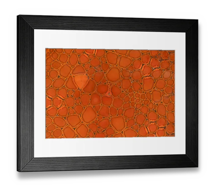 Framed Print : Starfish close up detail, Blairgowrie, Mornington Penisular, Victoria, Australia Framed Print : Starfish close up detail, Blairgowrie, Mornington Penisular, Victoria, Australia