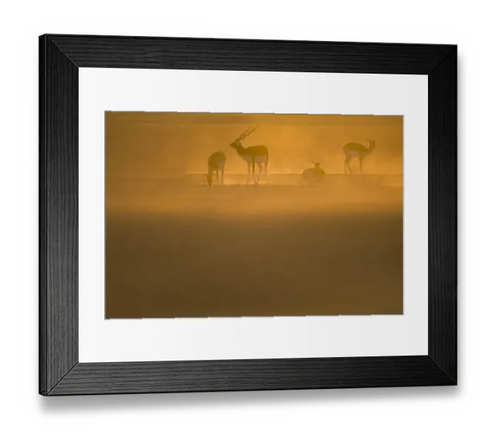 Framed Print : Blackbuck (Antilope cervicapra) male with females at sunrise, Rajasthan, India Framed Print : Blackbuck (Antilope cervicapra) male with females at sunrise, Rajasthan, India