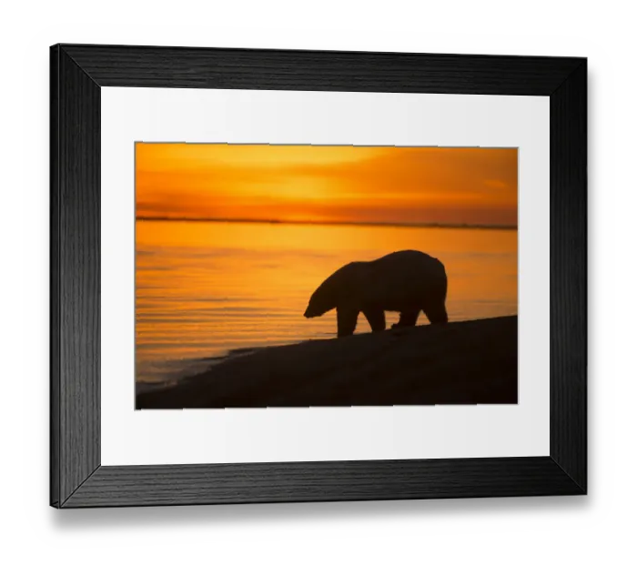 Framed Print : Polar bear (Ursus maritimus) silhouetted at waters edge at sunset, Bernard Spit Framed Print : Polar bear (Ursus maritimus) silhouetted at waters edge at sunset, Bernard Spit