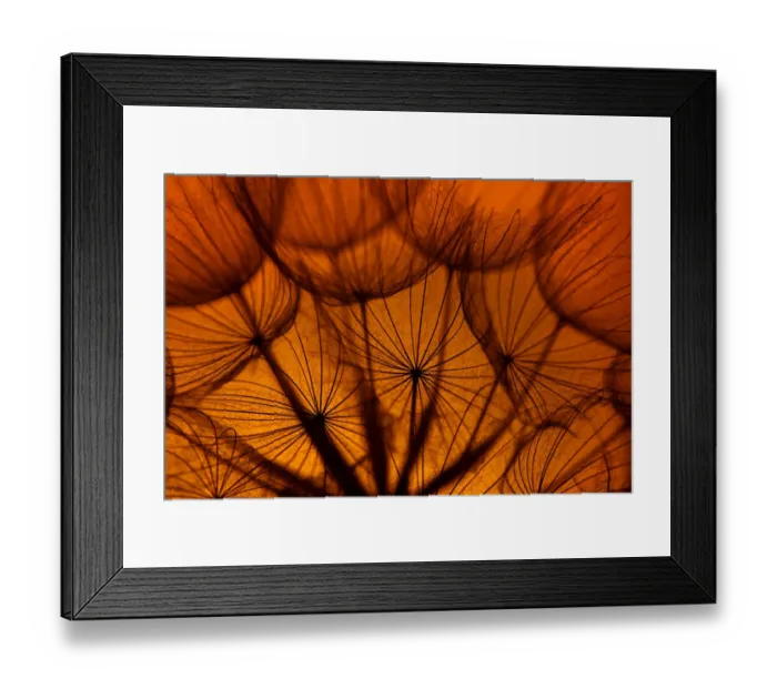 Framed Print : Goatsbeard (Tragopogon pratensis) seedhead at sunset, England, UK, July Framed Print : Goatsbeard (Tragopogon pratensis) seedhead at sunset, England, UK, July