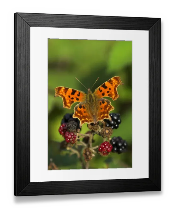 Framed Print : Comma butterfly (Polygonia C-album) feeding on ripe blackberries, Dorset, UK, August Framed Print : Comma butterfly (Polygonia C-album) feeding on ripe blackberries, Dorset, UK, August