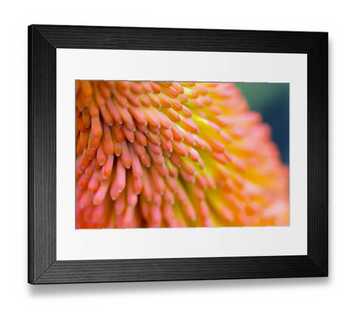 Framed Print : Red-hot poker flowers (Kniphofia) close up, cultivated plant Framed Print : Red-hot poker flowers (Kniphofia) close up, cultivated plant