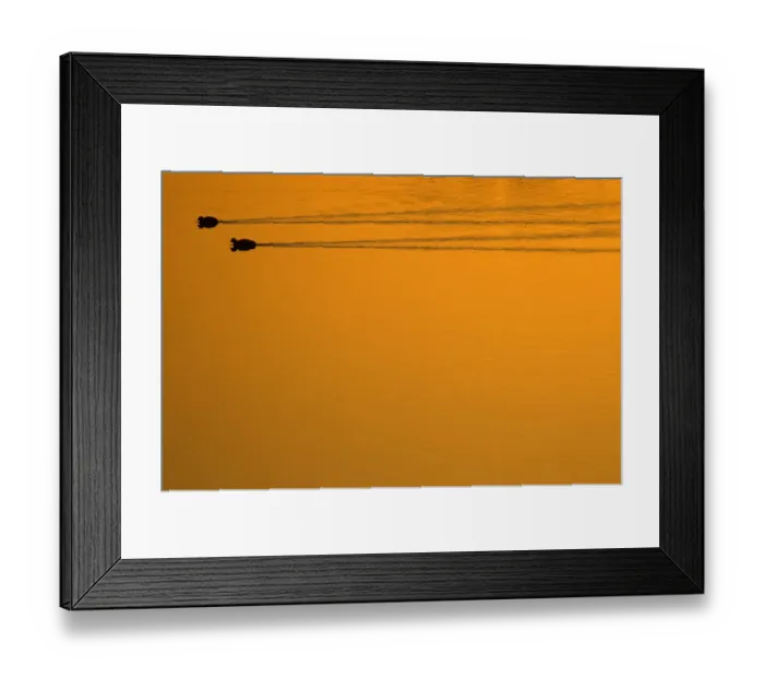 Framed Print : Two Common Coot (Fulica atra) swimming and leaving wakes on water. The Netherlands, July Framed Print : Two Common Coot (Fulica atra) swimming and leaving wakes on water. The Netherlands, July