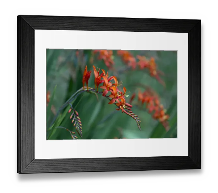 Framed Print : Crocosmia Lucifer montbretia flowers, cultivated plant growing in garden Framed Print : Crocosmia Lucifer montbretia flowers, cultivated plant growing in garden