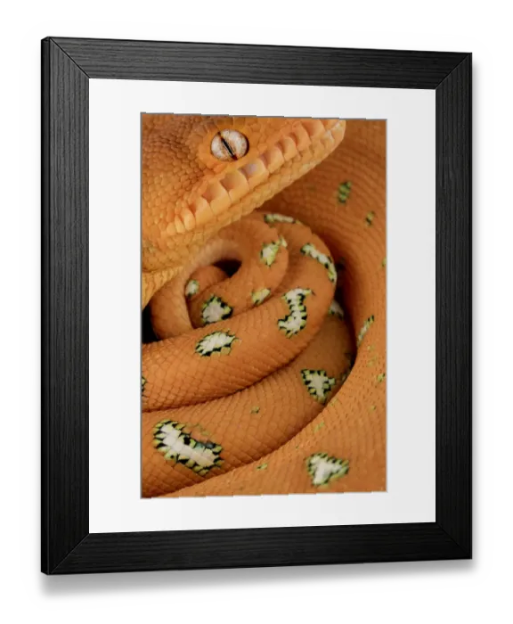 Framed Print : Emerald tree Boa (Corallus batesii) close up portrait of juvenile whilst hanging on a branch Framed Print : Emerald tree Boa (Corallus batesii) close up portrait of juvenile whilst hanging on a branch