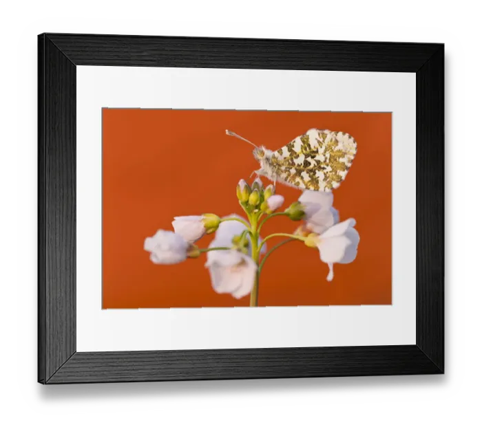 Framed Print : RF- Orange Tip butterfly (Anthocharis cardamines) female resting on Cuckooflower Framed Print : RF- Orange Tip butterfly (Anthocharis cardamines) female resting on Cuckooflower