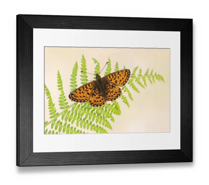 Framed Print : RF - Small pearl-bordered fritillary (Boloria selene) butterfly, Marsland mouth, North Devon, UK. May