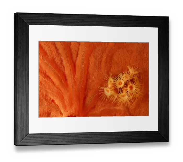 Framed Print : Yellow cluster anemone (Parazoanthus axinellae) surrounded by Encrusting sponge Framed Print : Yellow cluster anemone (Parazoanthus axinellae) surrounded by Encrusting sponge
