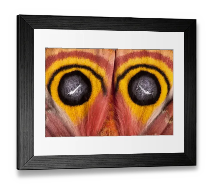 Framed Print : Bullseye / Io moth (Automeris io) showing eye spot markings on wings during deimatic Framed Print : Bullseye / Io moth (Automeris io) showing eye spot markings on wings during deimatic