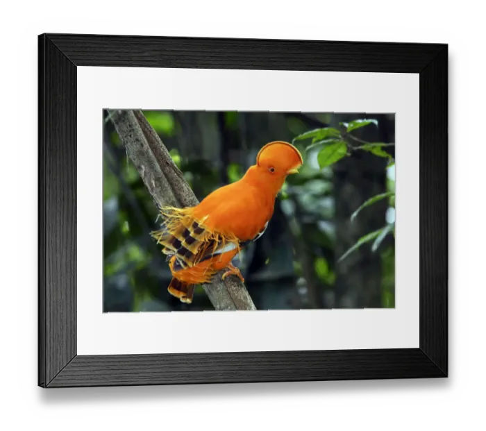 Framed Print : Guianan Cock-of-the-rock (Rupicola rupicola), during courtship display, Guianan Shield Framed Print : Guianan Cock-of-the-rock (Rupicola rupicola), during courtship display, Guianan Shield