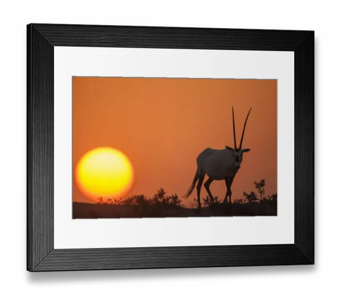 Framed Print : Arabian Oryx (Oryx leucoryx) at sunset. Previously extinct in the wild, their conservation Framed Print : Arabian Oryx (Oryx leucoryx) at sunset. Previously extinct in the wild, their conservation