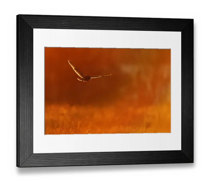 Framed Print : Short eared owl (Asio flammeus) in flight, hunting, Essex, UK, January