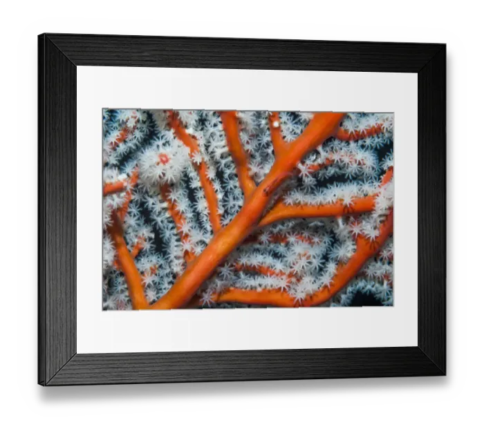 Framed Print : Gorgonian / Fan coral (Solenocaulon akalyx), close up, West Papua, Indonesia Framed Print : Gorgonian / Fan coral (Solenocaulon akalyx), close up, West Papua, Indonesia