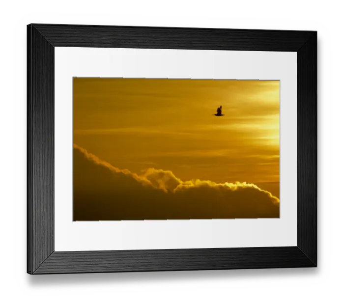 Framed Print : Curlew (Numenius arquata) in flight against sky at dusk, Peak District NP, UK, March 2011 Framed Print : Curlew (Numenius arquata) in flight against sky at dusk, Peak District NP, UK, March 2011