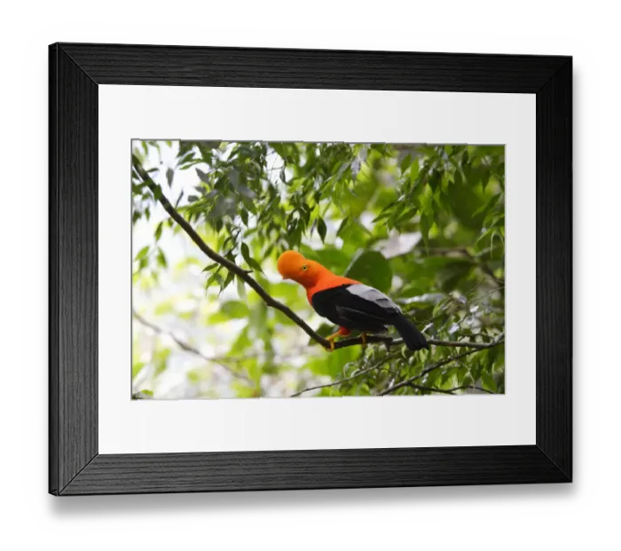 Framed Print : Andean cock of the rock (Rupicola peruviana) male in courtship ritual, Andean Mountains Framed Print : Andean cock of the rock (Rupicola peruviana) male in courtship ritual, Andean Mountains