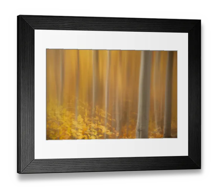 Framed Print : Beech woodland (Fagus sylvatica) in autumn, Rothiemurchus, Cairngorms National Park Framed Print : Beech woodland (Fagus sylvatica) in autumn, Rothiemurchus, Cairngorms National Park